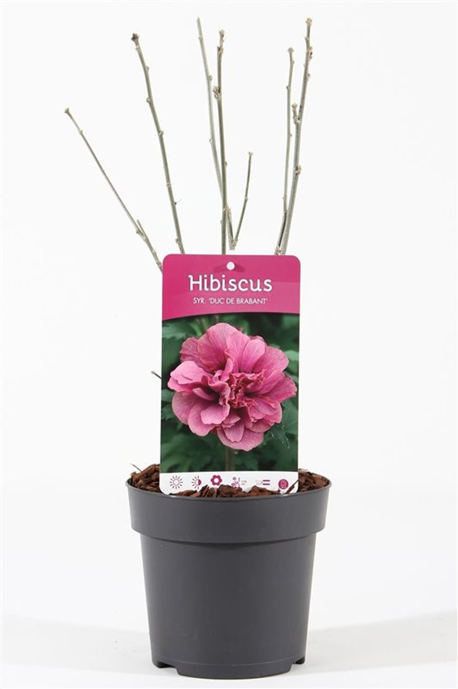 Hibiscus syr. 'Duc de Brabant' - C1,5